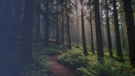 Star Group Gains FSC™ Certification